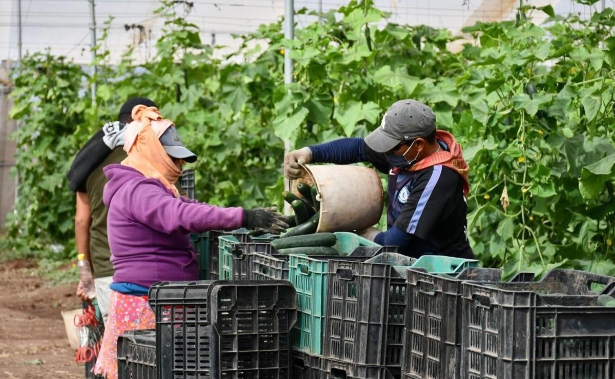 Mexico hướng tới củng cố vị thế nhà cung cấp dưa chuột hàng đầu cho Mỹ