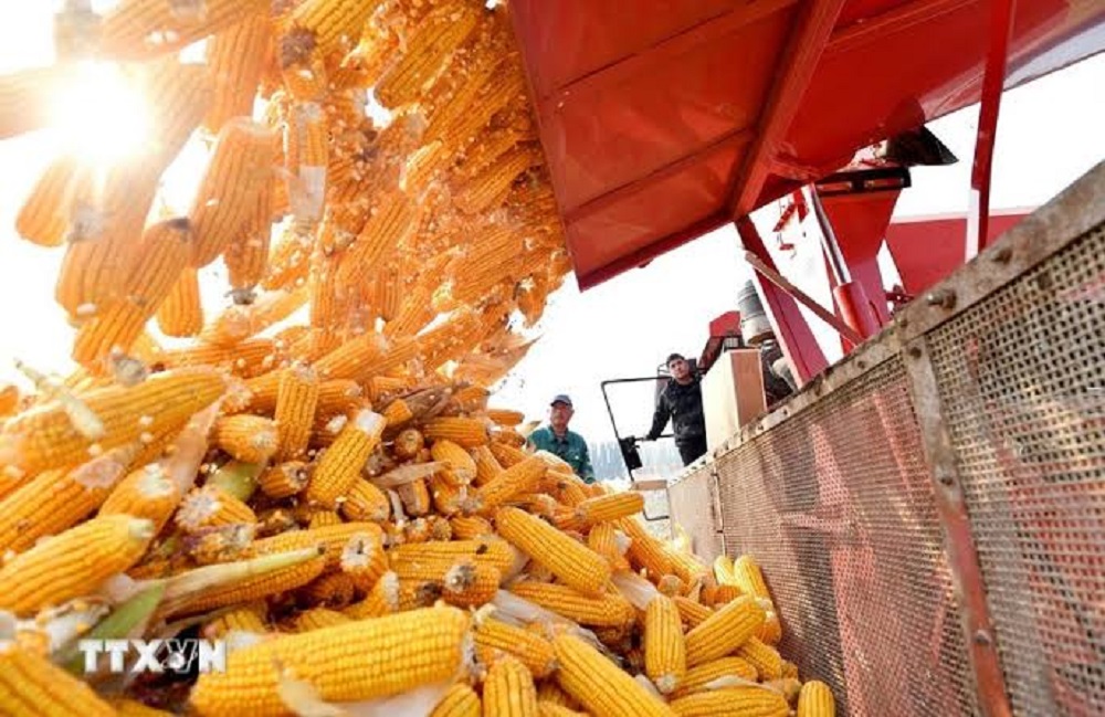 Ngô là một trong những mặt hàng Việt Nam nhập khẩu lớn từ Argentina. Ảnh: TTXVN.