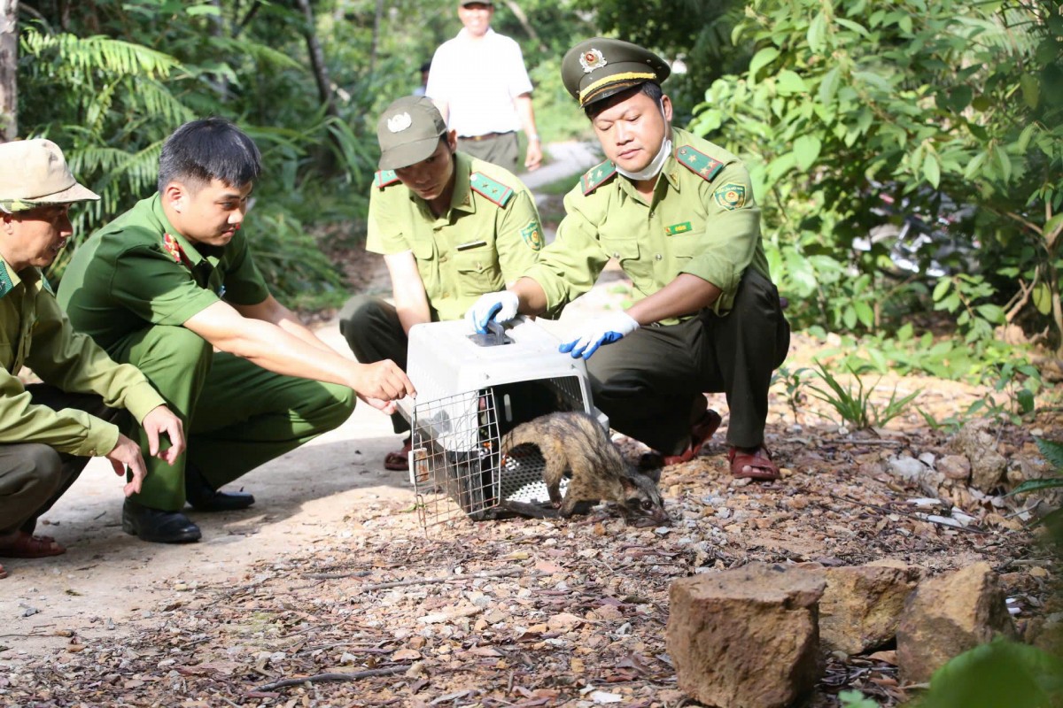 cầy vòi hương