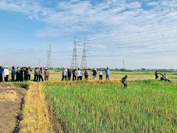 Phường Đào Viên (Bắc Ninh): Tập trung rà soát tôn vinh các điển hình nông nghiệp hữu cơ năm 2026