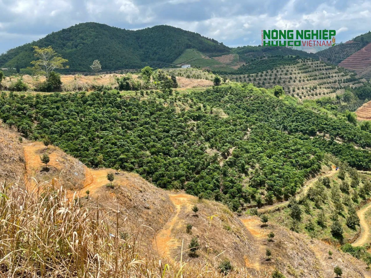 Kiến nghị kiểm tra dấu hiệu vi phạm về đất đai đối với lãnh đạo Công ty Lâm nghiệp Bảo Thuận