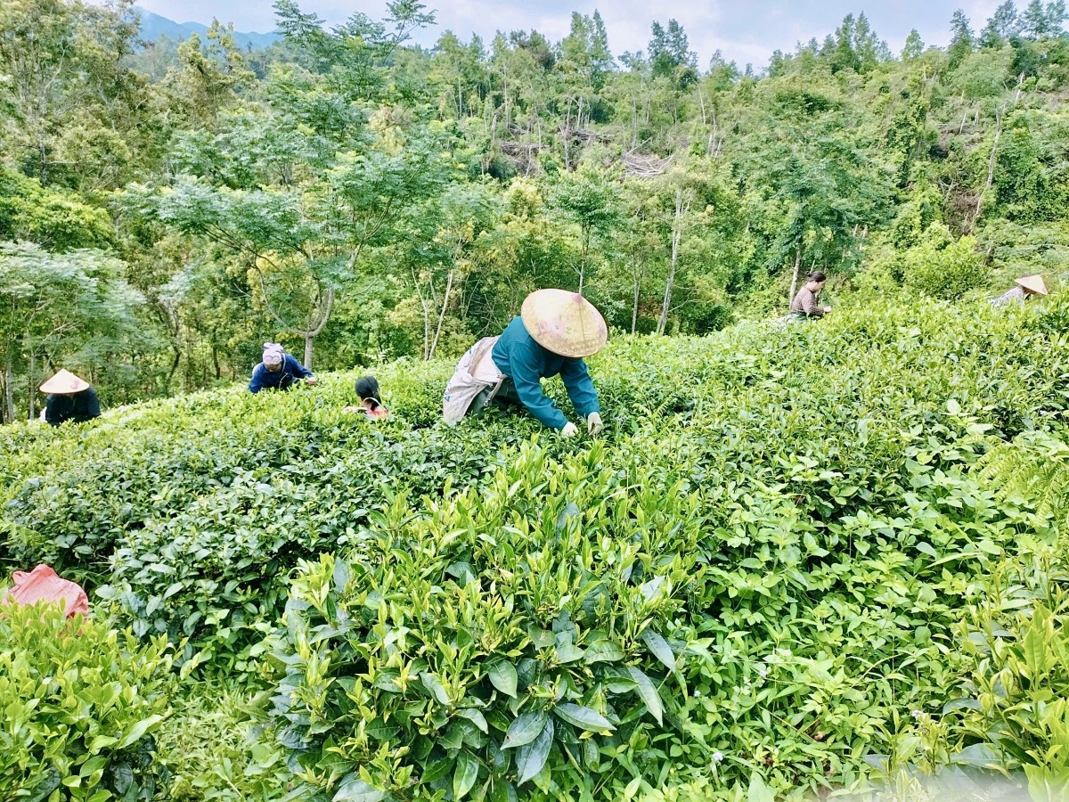 Nữ Bí thư chi bộ, Trưởng xóm năng động làm giàu trên chính quê hương