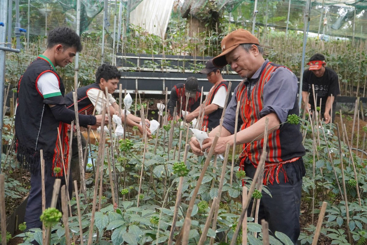 Không chỉ chăm sóc từng cây sâm, người dân Nam Trà My còn chuẩn bị những sản phẩm tiêu biểu với kỳ vọng quảng bá giá trị dược liệu đặc hữu của địa phương tại Lễ hội Sâm và Dược liệu quốc tế Đà Nẵng năm 2026.