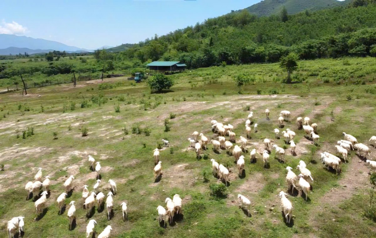 Khánh Hòa mở rộng cơ hội đưa sản phẩm dê, cừu tiếp cận thị trường Halal trong năm 2026