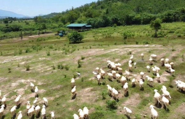 Khánh Hòa mở rộng cơ hội đưa sản phẩm dê, cừu tiếp cận thị trường Halal trong năm 2026