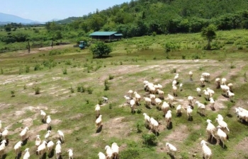 Khánh Hòa mở rộng cơ hội đưa sản phẩm dê, cừu tiếp cận thị trường Halal trong năm 2026