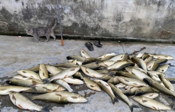 Tp. Huế: Cá nuôi lồng trên sông Bồ chết hàng loạt, địa phương khẩn trương vào cuộc