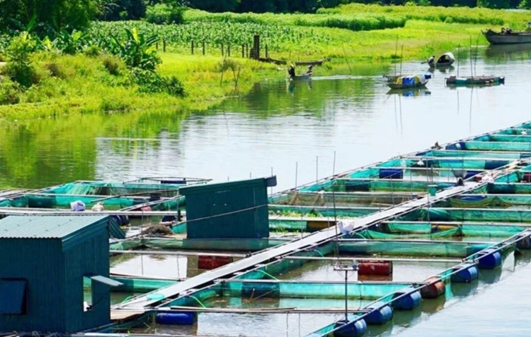 Nuôi có lồng trên sông Bồ