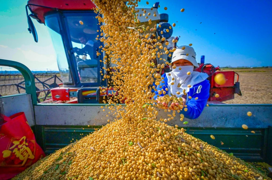 Trung Quốc tăng mua đậu tương Hoa Kỳ cho kỳ giao hàng cuối năm