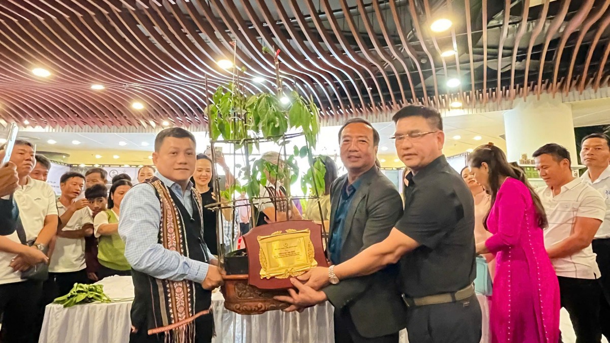 Lễ hội Sâm Ngọc Linh và Dược liệu quốc tế Đà Nẵng 2026