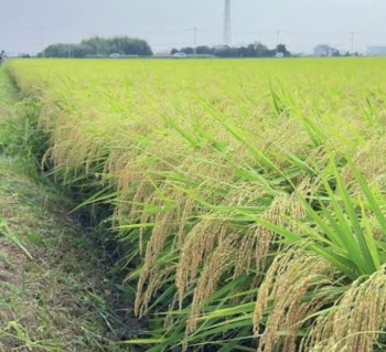 Lâm Đồng triển khai phân cấp chứng nhận chủng loại gạo thơm xuất khẩu
