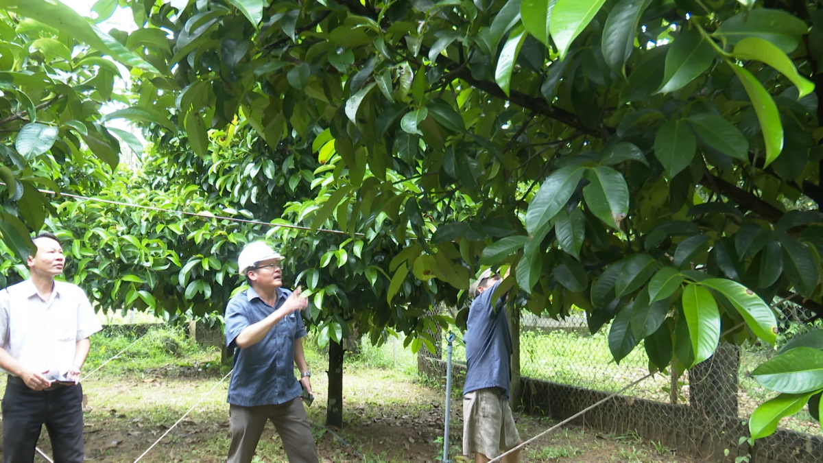 Sơn Cẩm Hà định hướng phát triển nông nghiệp sinh thái, nâng cao giá trị sản xuất gắn với chuỗi liên kết bền vững.