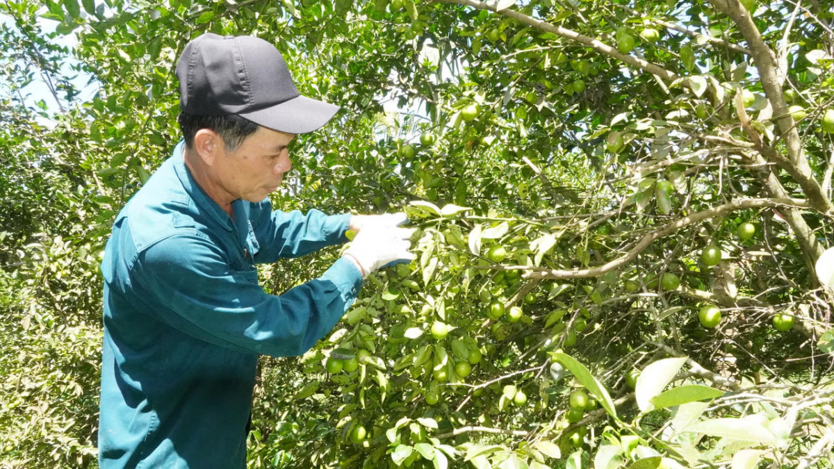Việc quy hoạch vùng sản xuất tập trung được kỳ vọng tạo nền tảng cho nền nông nghiệp hiện đại và bền vững.