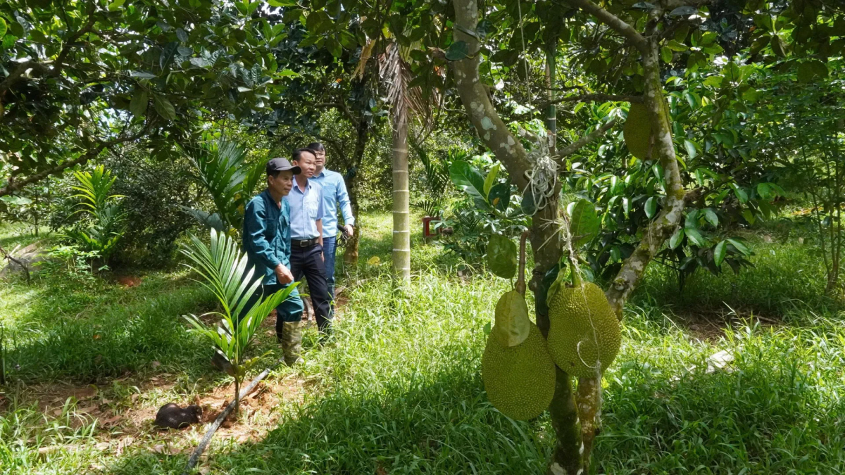 Định hướng phát triển nông nghiệp sinh thái đang mở ra cơ hội nâng cao thu nhập và cải thiện hiệu quả sử dụng đất tại Sơn Cẩm Hà.