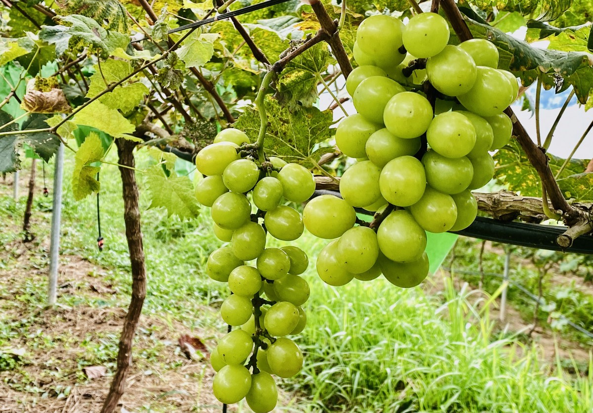 Lan toả giá trị nông nghiệp hữu cơ từ một gia đình cán bộ xã