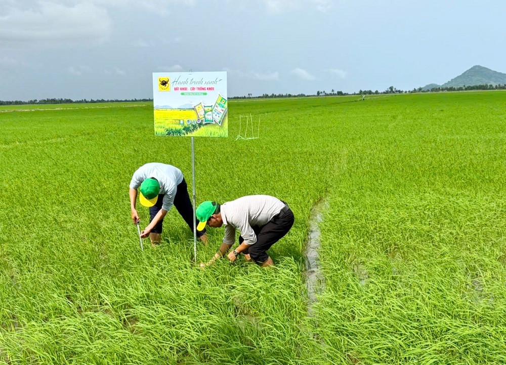 Đổi mới tư duy trên vùng đất phèn để tăng hiệu quả trồng lúa