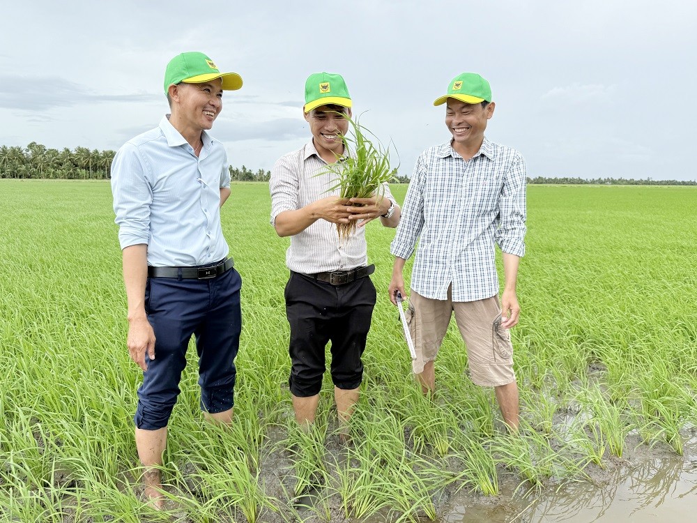 Đổi mới tư duy trên vùng đất phèn để tăng hiệu quả trồng lúa
