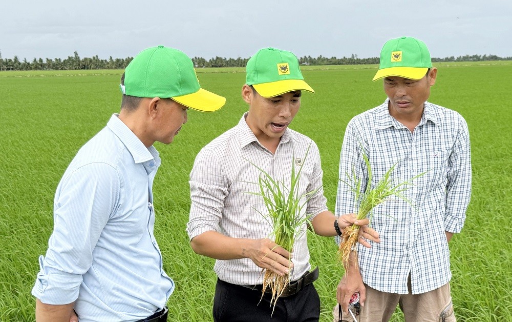 Đổi mới tư duy trên vùng đất phèn để tăng hiệu quả trồng lúa