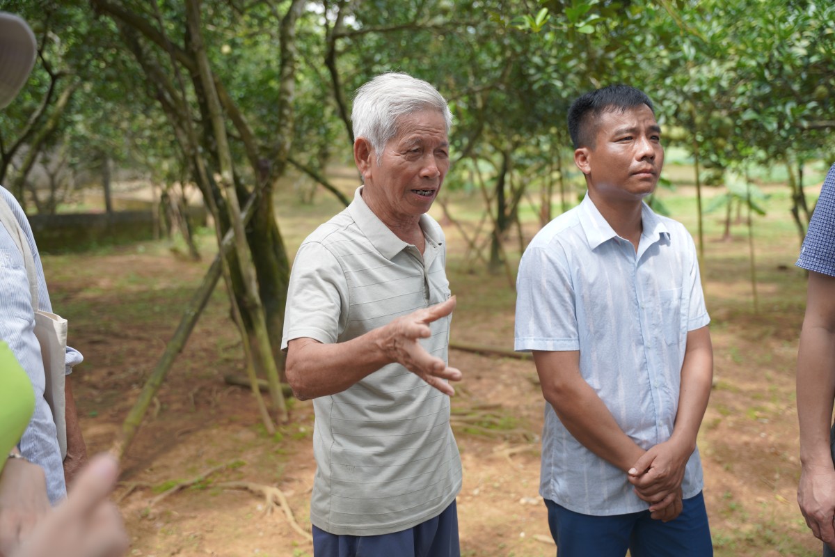 Ông Đặng Minh Dung giới thiệu quá trình chăm sóc vườn bưởi được gia đình trồng từ năm 2007.