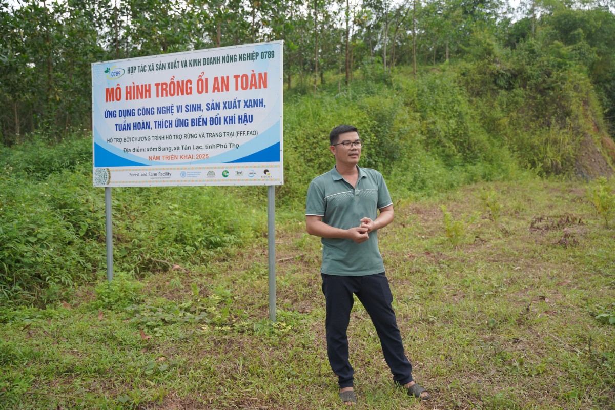 Ông Bùi Văn Tường, Giám đốc Hợp tác xã Sản xuất và Kinh doanh nông nghiệp 0789, giới thiệu vùng trồng giống ổi bản địa được Hợp tác xã 0789 phát triển để thu búp và lá non làm trà.