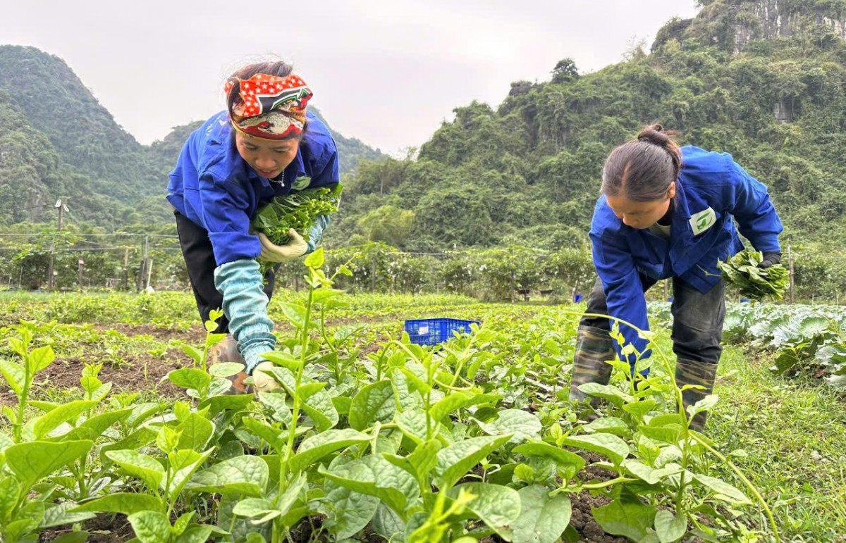 Nông nghiệp hữu cơ: Một giải pháp thúc đẩy kinh tế xanh ở Việt Nam