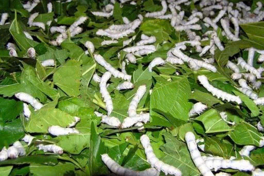 Lâm Đồng: Triển khai các giải pháp bảo tồn và phát triển nghề trồng dâu nuôi tằm