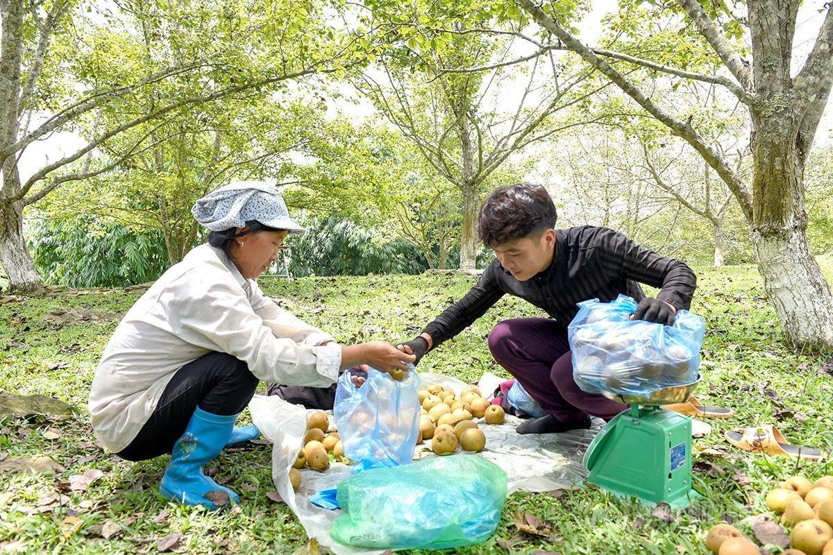 Lê Tuyên Quang được mùa, được giá