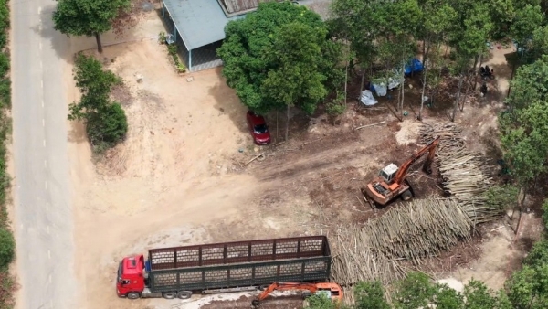 Quản lý các cơ sở thu mua, chế biến lâm sản tại xã Cồn Tiên (Quảng Trị): Gỡ vướng để phát triển bền vững