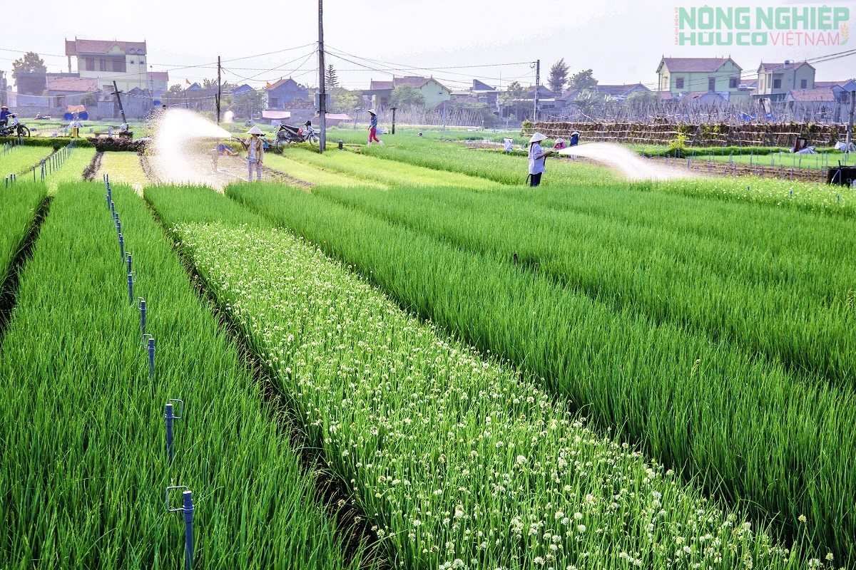 Nghệ An hoàn thành chuyển đổi 51 mã số vùng trồng