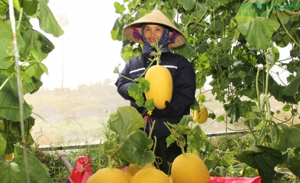 Nghệ An hoàn thành chuyển đổi 51 mã số vùng trồng, từng bước chuẩn hóa vùng nguyên liệu
