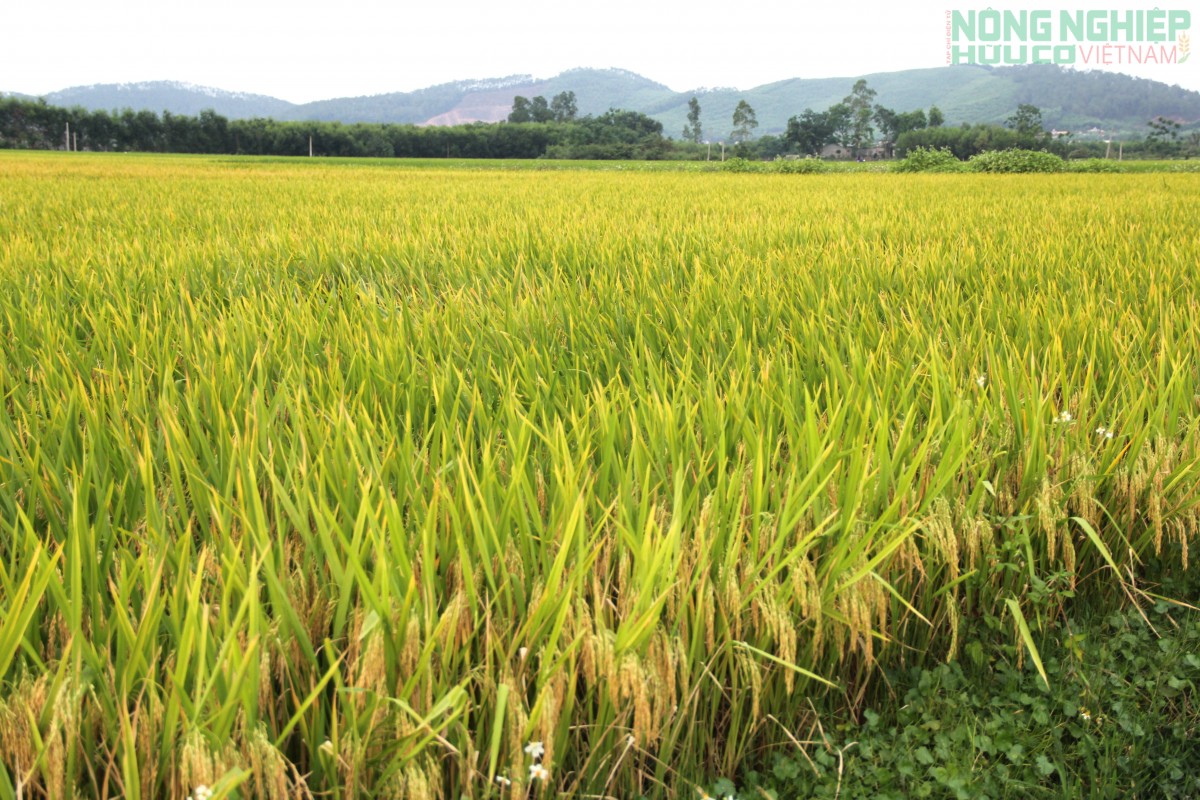 Nghệ An hoàn thành chuyển đổi 51 mã số vùng trồng