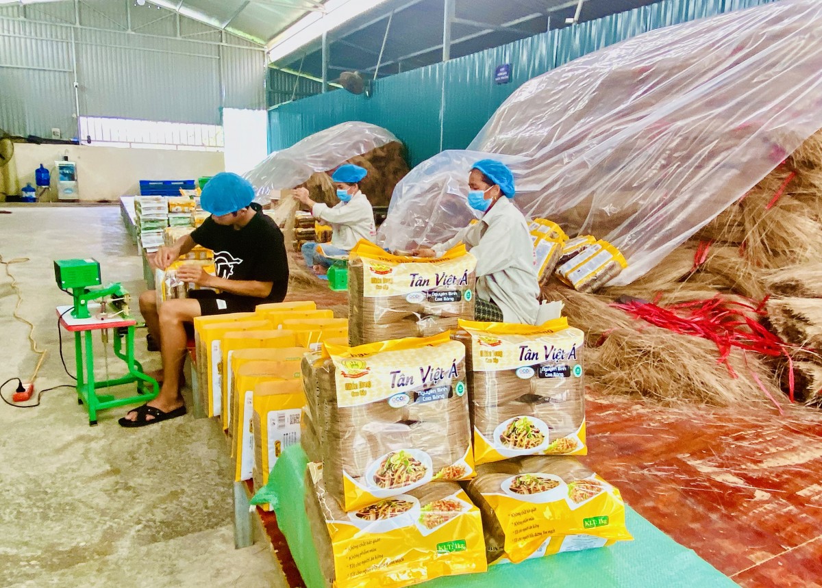 Hợp tác xã Nông sản Tân Việt Á – Nâng tầm giá trị miến dong Cao Bằng