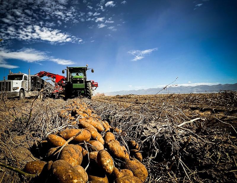 Colorado: Nông dân chuyển đổi luân canh để duy trì sản xuất khoai tây