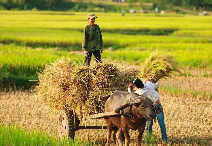 Cách mạng công nghệ cao: Lời giải cho bài toán phát triển nông nghiệp Việt