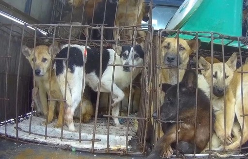 Cách tư duy mới: Hỗ trợ người dân bỏ nghề giết mổ chó mèo
