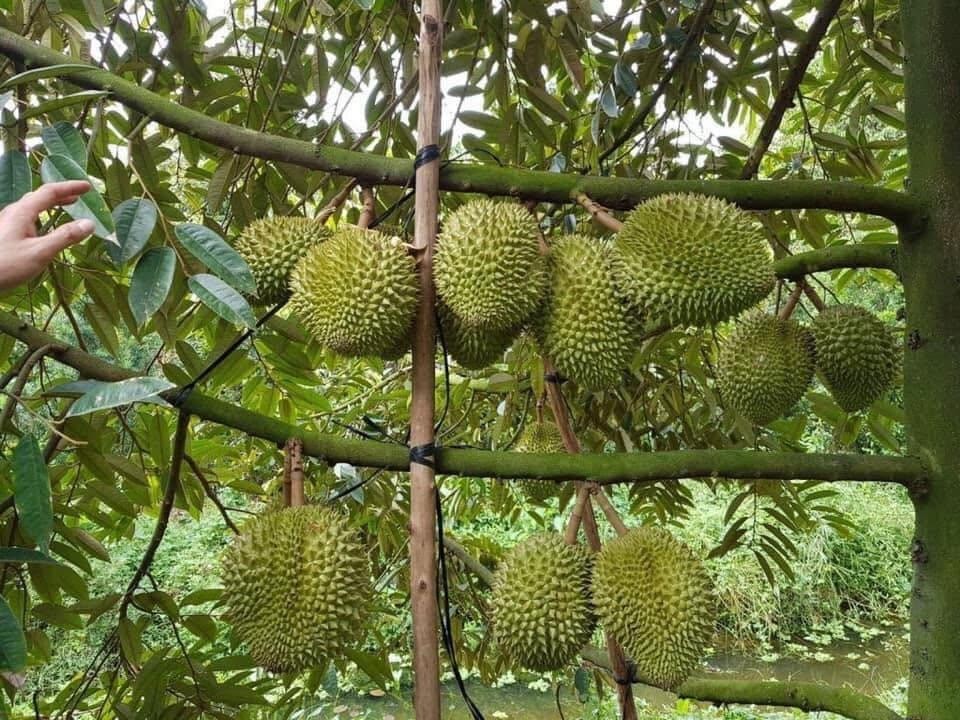 Tăng liên kết tiêu thụ, hạn chế tình trạng nông sản bị ép giá