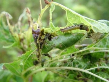 Tăng cường kiểm tra, hướng dẫn phòng trừ sâu ăn lá hại cây dâu tằm