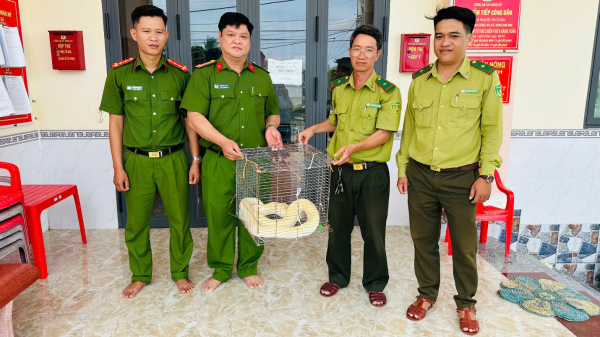Cà Mau: Người dân tự nguyện giao nộp trăn gấm quý hiếm để thả về tự nhiên