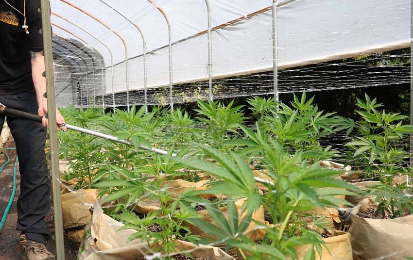 Cảnh báo canh tác cần sa làm thay đổi môi trường nghiêm trọng tại Hoa Kỳ