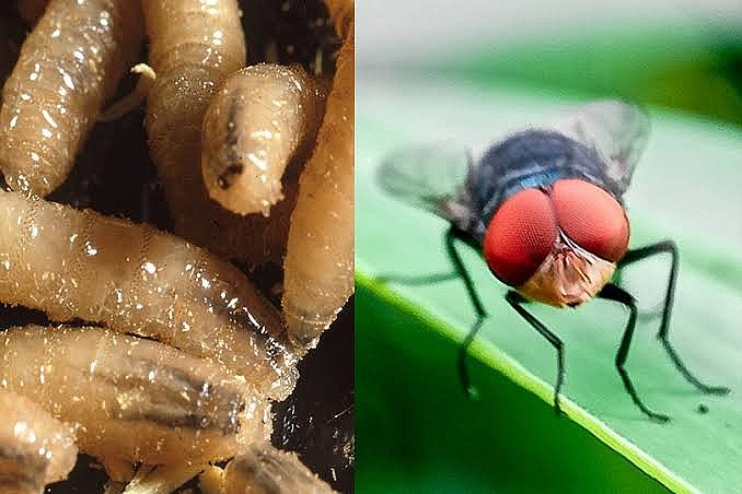 Cảnh báo giòi xoắn ăn thịt gia súc có nguy cơ gia tăng, ngành chăn nuôi Hoa Kỳ siết chặt phòng dịch