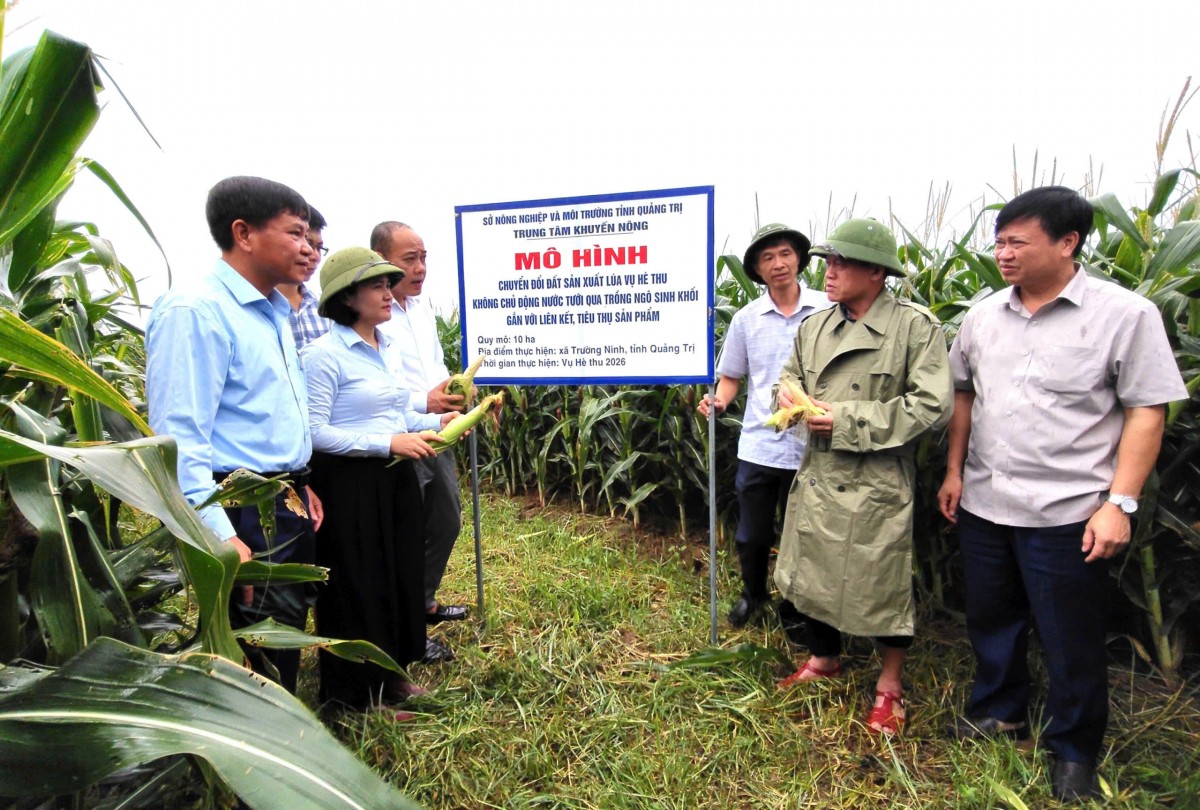 Quảng Trị: Hội thảo đầu bờ mô hình chuyển đổi đất lúa kém hiệu quả sang trồng ngô sinh khối