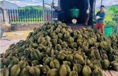 Tăng cường bảo đảm an ninh mùa thu hoạch sầu riêng