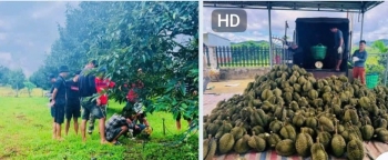 Tăng cường bảo đảm an ninh mùa thu hoạch sầu riêng