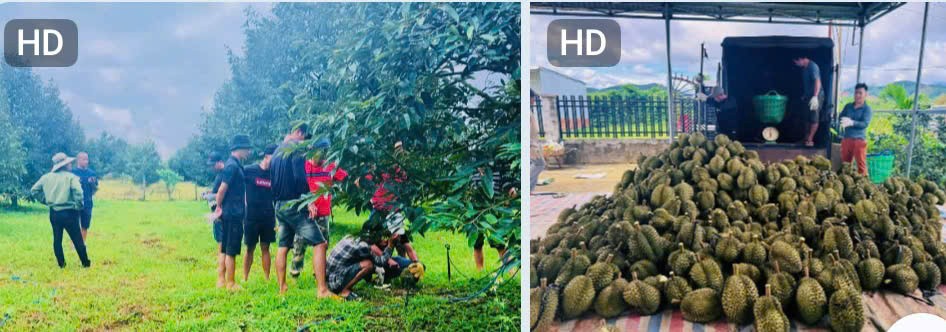 Tăng cường bảo đảm an ninh mùa thu hoạch sầu riêng