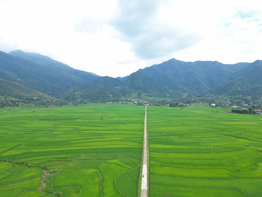 Mùa xanh trên cánh đồng Mường Than
