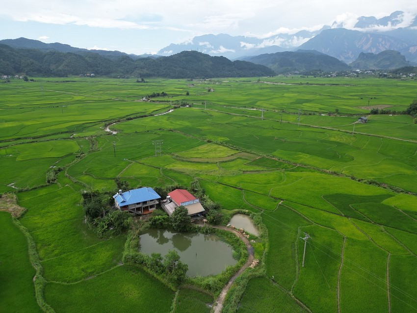 Mùa xanh trên cánh đồng Mường Than