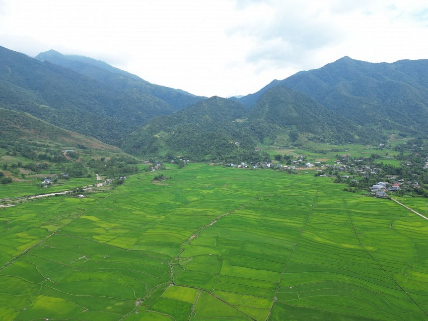 Mùa xanh trên cánh đồng Mường Than