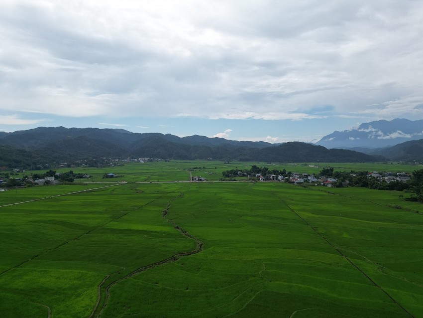 Mùa xanh trên cánh đồng Mường Than