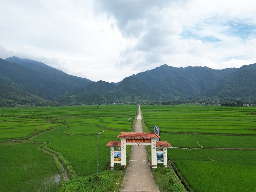 Mùa xanh trên cánh đồng Mường Than