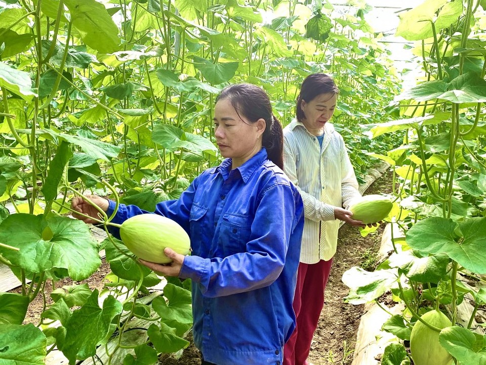 nang cao gia tri canh tac tu trong dua huu co